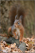 vorsichtig... Eichhörnchen *Sciurus vulgaris*