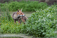 auf der kleinen Insel... Rotfuchs *Vulpes vulpes*