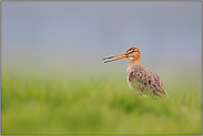 wie gemalt... Uferschnepfe *Limosa limosa*