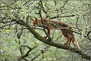 Jäger im Baum... Rotfuchs *Vulpes vulpes*