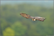 hoch über'm Wald... Wanderfalke *Falco peregrinus*