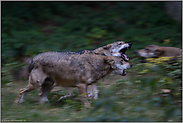 wild... Wolfsrudel *Canis lupus*