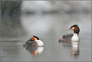 warten auf besseres Wetter... Haubentaucher *Podiceps cristatus*