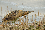 ziemlich eilig... Grosse Rohrdommel *Botaurus stellaris*