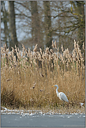 rastend... Silberreiher *Casmerodius albus*