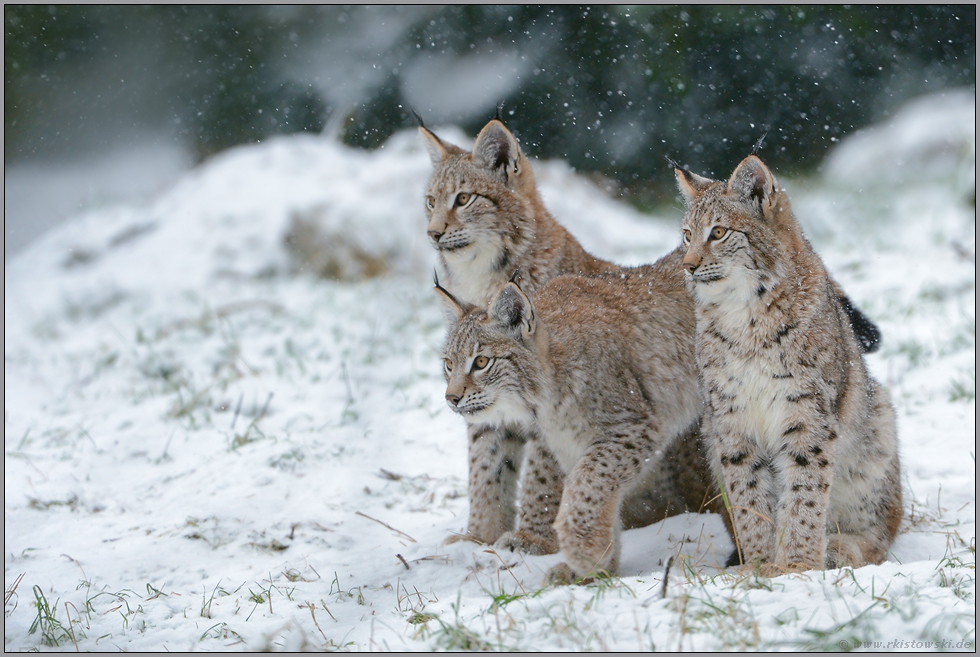 Dreierbande... Eurasischer Luchs *Lynx lynx*
