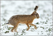 harte Zeiten... Feldhase *Lepus europaeus*