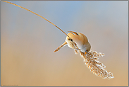 Akrobatik am Schilfhalm... Bartmeise *Panurus biarmicus*