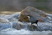 Strömung... Wasseramsel *Cinclus cinclus*