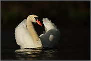 stolz... Höckerschwan *Cygnus olor*