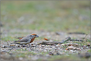 paarweise... Kiefernkreuzschnabel *Loxia pytyopsittacus *