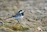 am Boden... Bachstelze *Motacilla alba*