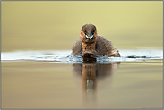 heranschwimmend... Zwergtaucher *Tachybaptus ruficollis*