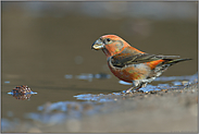 was für ein Schnabel... Kiefernkreuzschnabel *Loxia pytyopsittacus*