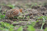 spärliche Kost... Rebhuhn *Perdix perdix*