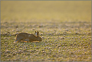 Ernährungsprobleme... Feldhase *Lepus europaeus*