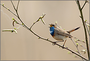 Frühlingsgesang... Blaukehlchen *Luscinia svecica*