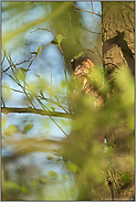 oben im Baum... Waldkauz *Strix aluco*