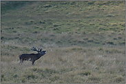 in der Ferne... Rothirsch *Cervus elaphus*