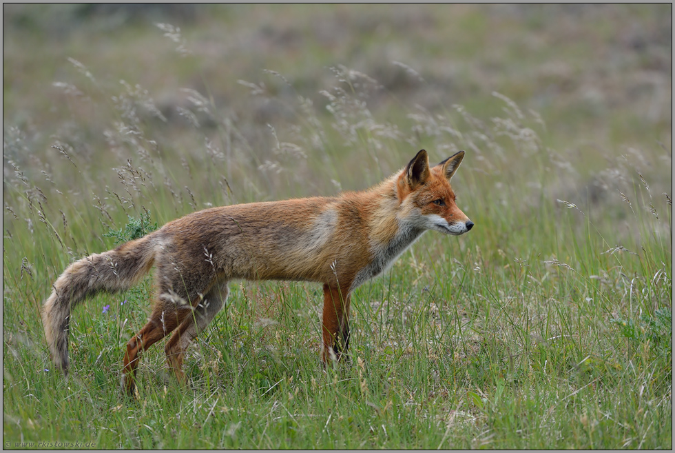 Im Sommerfell Rotfuchs Vulpes Vulpes 