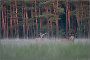 Generationskonflikte... Rotwild *Cervus elaphus*