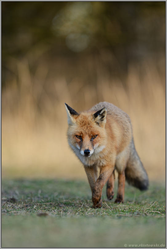 auf der Pirsch... Rotfuchs *Vulpes vulpes*