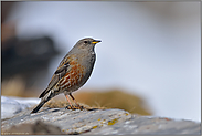 schön gezeichnet... Alpenbraunelle  *Prunella collaris*