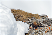 Schneemassen... Alpenbraunelle  *Prunella collaris*