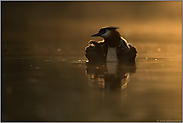 schwer beladen... Haubentaucher *Podiceps cristatus*