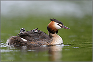 nach dem Regen... Haubentaucher *Podiceps cristatus*