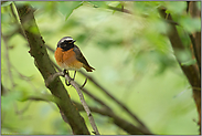 hübsches Kerlchen... Gartenrotschwanz *Phoenicurus phoenicurus *