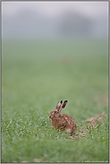 Morgenfrische... Feldhase *Lepus europaeus*