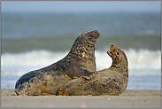 aufspritzender Sand... Kegelrobben *Halichoerus grypus*