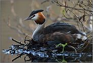 auf dem Nest... Haubentaucher *Podiceps cristatus*