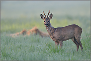 Überraschung... Rehbock *Capreolus capreolus*