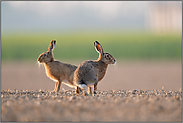 zwei Hasen auf dem Acker... Feldhasen *Lepus europaeus*