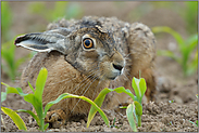 Aug' in Aug' oder "Kein-Angst-Hase"... Feldhase *Lepus europaeus*