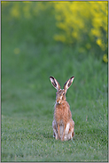 ganz brav... Feldhase *Lepus europaeus*