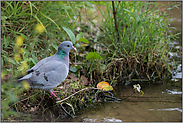 am Fluß... Hohltaube *Columba oenas*