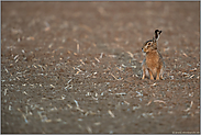 wachsam... Feldhase *Lepus europaeus*