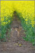 Katzenbuckel... Feldhase *Lepus europaeus*