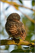 Jungvogel im Baum... Steinkauzästling *Athene noctua*