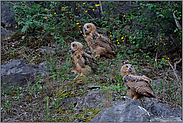 Geschwister... Uhuästlinge *Bubo bubo*