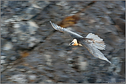 schneller Gleitflug... Bartgeier *Gypaetus barbatus*