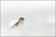 Überlebenskünstler... Schneesperling *Montifringilla nivalis*