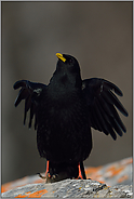 ich bin die Größte... Alpendohle *Pyrrhocorax graculus*