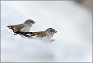 hart im Nehmen... Schneesperlinge *Montifringilla nivalis*