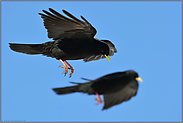 zu zweit... Alpendohlen *Pyrrhocorax graculus*