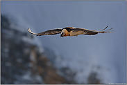 im letzten Licht... Bartgeier *Gypaetus barbatus*