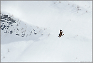 weit entfernt... Steinadler *Aquila chrysaetos*